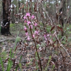 Dipodium roseum at Budawang, NSW - 2 Jan 2021