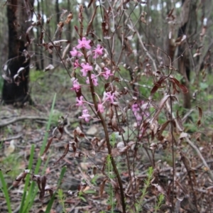 Dipodium roseum at Budawang, NSW - suppressed