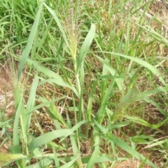 Panicum capillare/hillmanii (Exotic/Invasive Panic Grass) at Nangus, NSW - 18 Dec 2010 by abread111