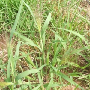 Panicum capillare/hillmanii at Nangus, NSW - 19 Dec 2010 09:47 AM