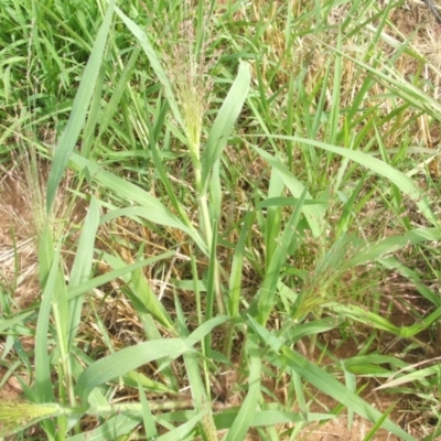 Panicum capillare/hillmanii (Exotic/Invasive Panic Grass) at Nangus, NSW - 18 Dec 2010 by abread111