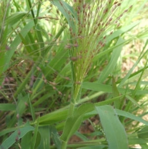 Panicum capillare/hillmanii at Nangus, NSW - 19 Dec 2010 09:47 AM