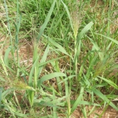 Panicum capillare/hillmanii at Nangus, NSW - 19 Dec 2010 09:47 AM