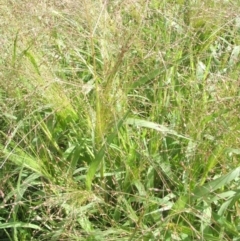 Panicum capillare/hillmanii at Nangus, NSW - 19 Dec 2010 09:47 AM