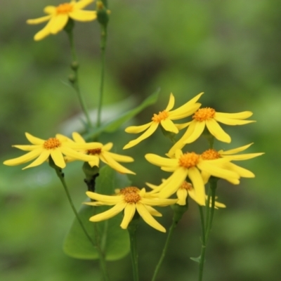 Lordhowea velleioides (Forest Groundsel) at Budawang, NSW - 2 Jan 2021 by LisaH