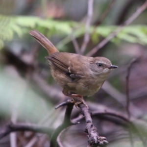 Sericornis frontalis at Budawang, NSW - 2 Jan 2021