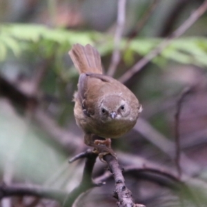 Sericornis frontalis at Budawang, NSW - 2 Jan 2021