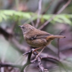 Sericornis frontalis at Budawang, NSW - 2 Jan 2021