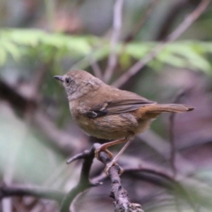 Sericornis frontalis at Budawang, NSW - 2 Jan 2021