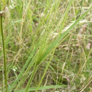 Panicum effusum at Jones Creek, NSW - 19 Dec 2010