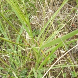 Panicum effusum at Jones Creek, NSW - 19 Dec 2010