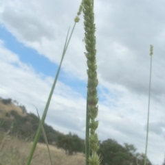 Setaria (genus) (Pigeon Grass) at Nangus, NSW - 19 Dec 2010 by abread111