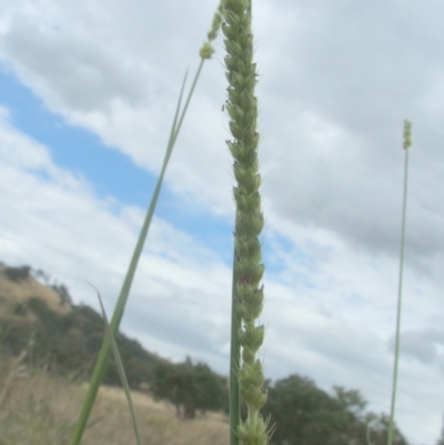 Setaria (genus) (Pigeon Grass) at Nangus, NSW - 19 Dec 2010 by abread111