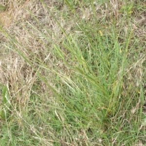 Setaria sp. at Nangus, NSW - 19 Dec 2010 11:51 AM