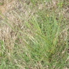 Setaria sp. at Nangus, NSW - 19 Dec 2010