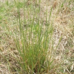 Setaria sp. at Nangus, NSW - 19 Dec 2010 11:51 AM