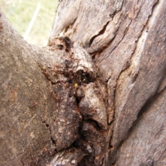 Papyrius nitidus (Shining Coconut Ant) at Hughes, ACT - 2 Jan 2021 by MichaelMulvaney