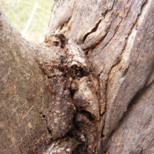 Papyrius nitidus at Hughes, ACT - suppressed