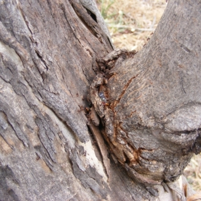 Eurymeloides pulchra (Gumtree hopper) at Hughes, ACT - 2 Jan 2021 by MichaelMulvaney