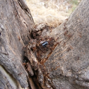 Eurymeloides pulchra at Hughes, ACT - 2 Jan 2021 02:40 PM