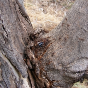 Eurymeloides pulchra at Hughes, ACT - 2 Jan 2021