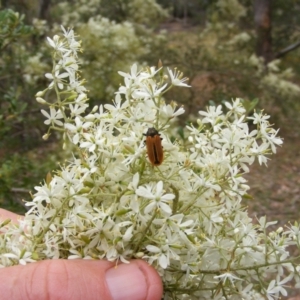 Castiarina erythroptera at Hughes, ACT - 2 Jan 2021