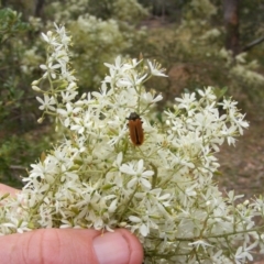 Castiarina erythroptera (Lycid Mimic Jewel Beetle) at Hughes, ACT - 2 Jan 2021 by MichaelMulvaney