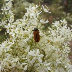 Castiarina erythroptera at Hughes, ACT - 2 Jan 2021