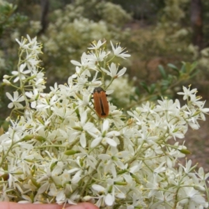 Castiarina erythroptera at Hughes, ACT - 2 Jan 2021