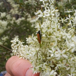 Castiarina erythroptera at Hughes, ACT - 2 Jan 2021