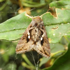 Chrysodeixis eriosoma at Kambah, ACT - 2 Jan 2021 11:51 AM