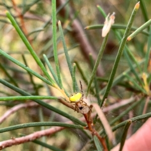 Araneus albotriangulus at Murrumbateman, NSW - 2 Jan 2021