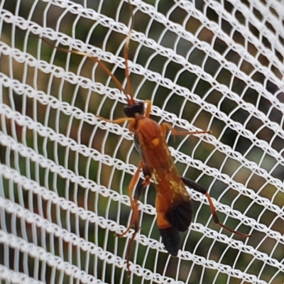 Ctenochares bicolorus (Black-tipped orange ichneumon) at Pearce, ACT - 3 Jan 2021 by Shell