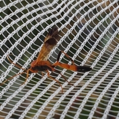 Ctenochares bicolorus at Pearce, ACT - 3 Jan 2021