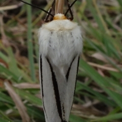 Paramsacta marginata (Donovan's Tiger Moth) at Reid, ACT - 1 Jan 2021 by JanetRussell