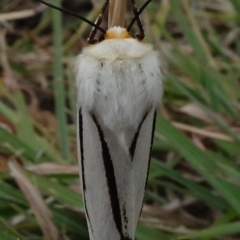 Aloa marginata (Donovan's Tiger Moth) at Reid, ACT - 1 Jan 2021 by JanetRussell