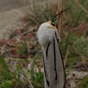 Aloa marginata at Reid, ACT - 1 Jan 2021