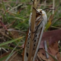 Aloa marginata at Reid, ACT - 1 Jan 2021