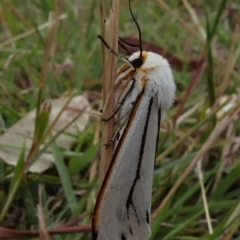 Aloa marginata at Reid, ACT - 1 Jan 2021