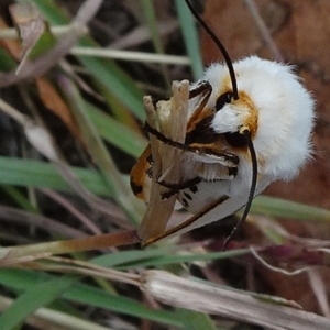 Aloa marginata at Reid, ACT - 1 Jan 2021