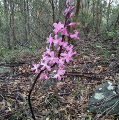 Dipodium roseum (Rosy Hyacinth Orchid) at Wingecarribee Local Government Area - 3 Jan 2021 by @Joadja