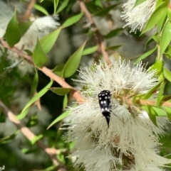 Mordella dumbrelli (Dumbrell's Pintail Beetle) at Murrumbateman, NSW - 3 Jan 2021 by SimoneC