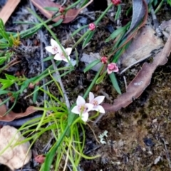 Boronia nana var. hyssopifolia at Yass River, NSW - suppressed