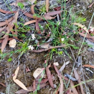 Boronia nana var. hyssopifolia at Yass River, NSW - 23 Dec 2020