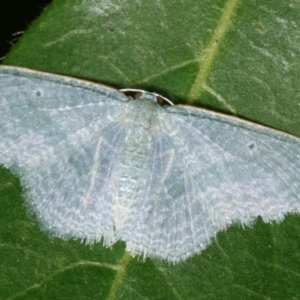 Poecilasthena thalassias at Melba, ACT - 18 Dec 2020