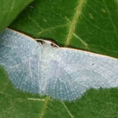 Poecilasthena thalassias at Melba, ACT - 18 Dec 2020