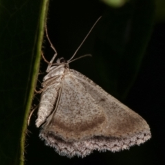 Boarmiini (tribe) (Unidentified Looper moth (Ennominae)) at Melba, ACT - 18 Dec 2020 by kasiaaus
