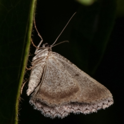 Boarmiini (tribe) (Unidentified Looper moth) at Melba, ACT - 18 Dec 2020 by kasiaaus