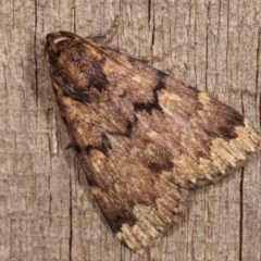 Mormoscopa phricozona (A Herminiid Moth) at Melba, ACT - 18 Dec 2020 by kasiaaus