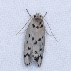 Ericibdela delotis (A Concealer moth) at Melba, ACT - 18 Dec 2020 by kasiaaus